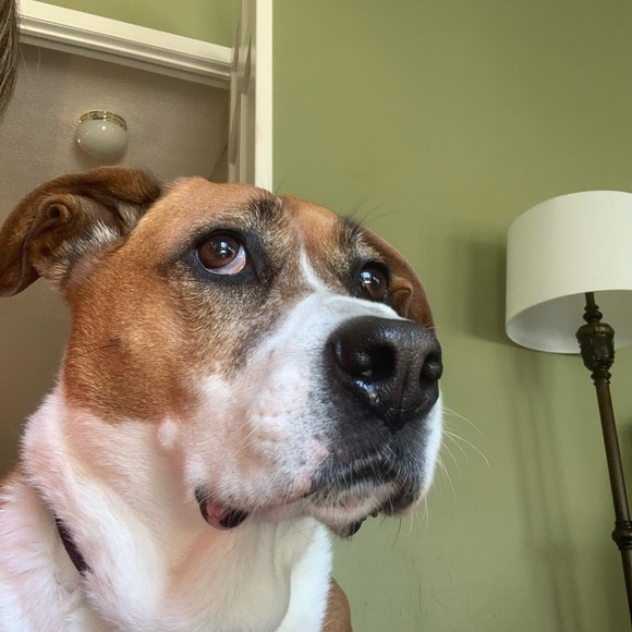 Meet your Posher, Amy - Picture 1 of 1